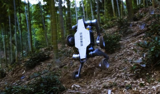 jinnianhui今年会山猫